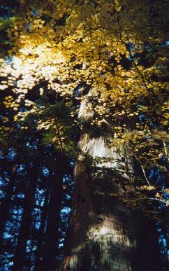 Nov2002-15.JPG (27778 bytes)
